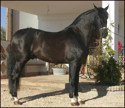 caballo andaluz 4