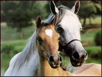 yegua potro caballo andaluz