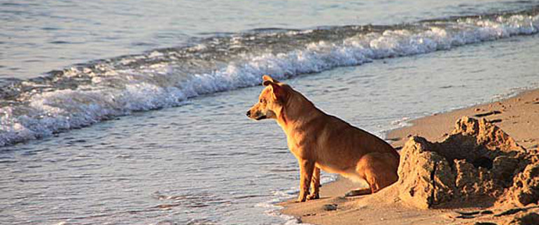 Las 7 playas que puedes llevar a tu perro en Huelva